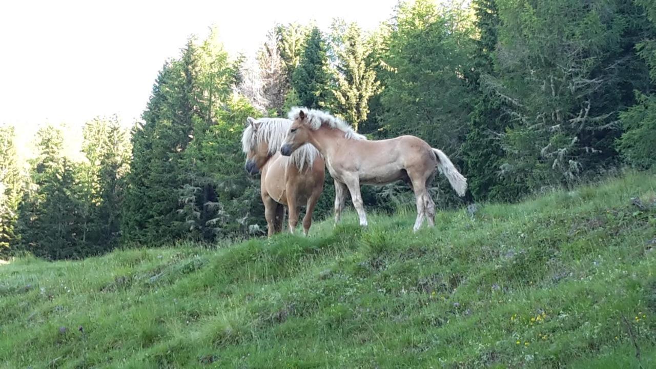 Zirbennest Appartement Ebene Reichenau